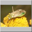 Adelphocoris sp - Weichwanze 01b.jpg